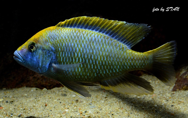 Nimbochromis venustus